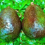 dos aguacates deliciosos