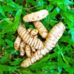 curcuma fresca