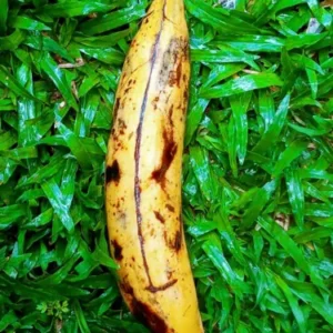 platano maduro