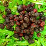 moras