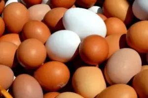 huevos de diferentes colores